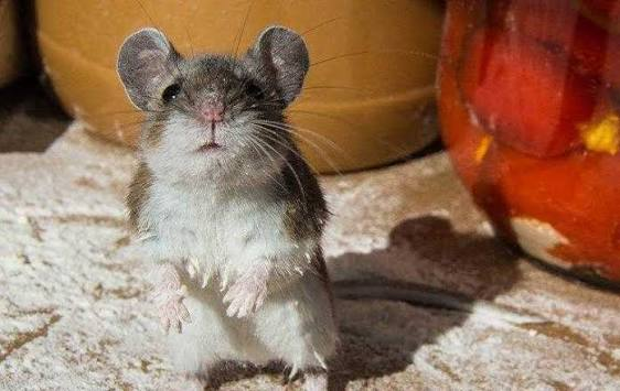 Practical Tips for Reducing Rodent Activity Around Homes in Huntington Beach