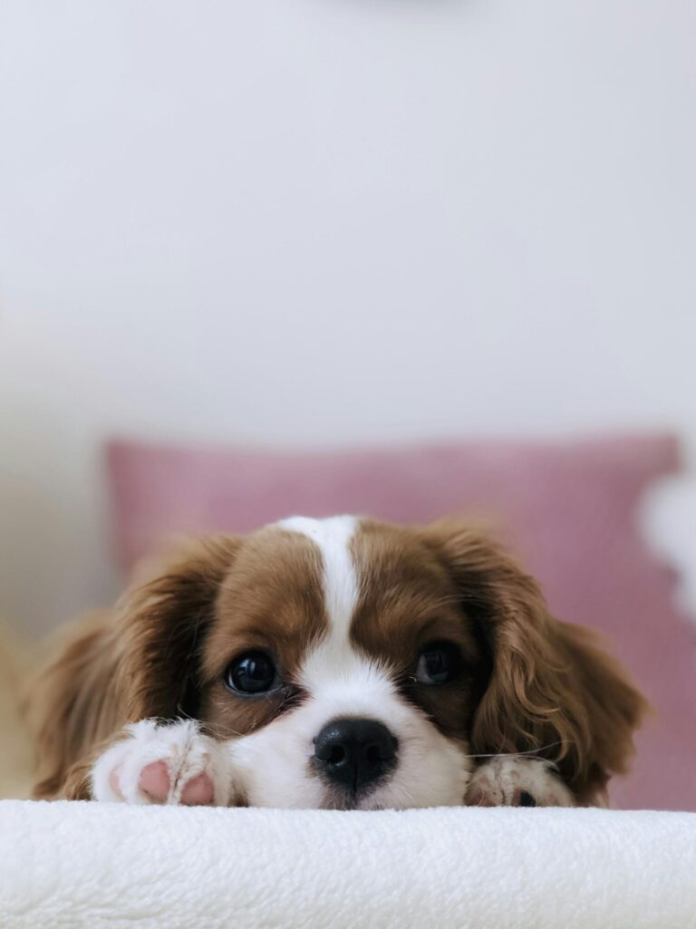 Understanding Canine Behavior: Signals and Safety Techniques