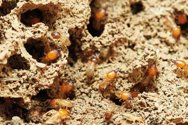 4 Signs Your Home is at Risk for Termite Infestation