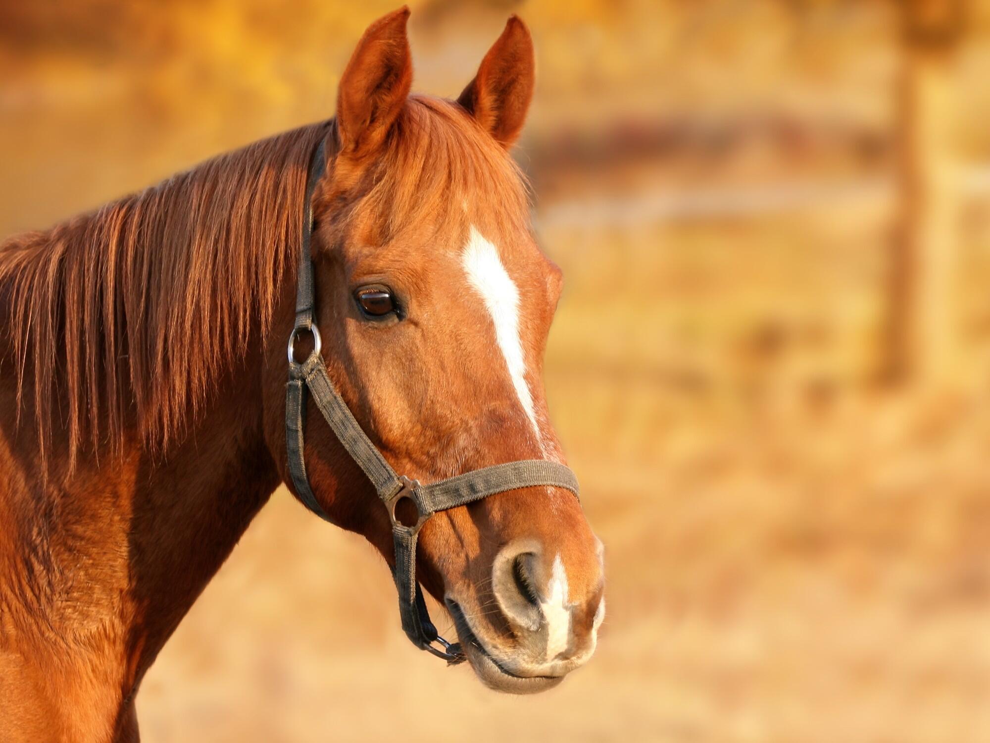 The Importance of Proper Nutrition for Equine Health