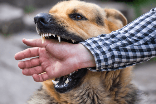 Personal Injury Attorney Brawley Protect Your Rights After a Dog Bite